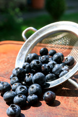 Blueberry on wooden table background. Ripe and juicy fresh picked blueberries closeup. 