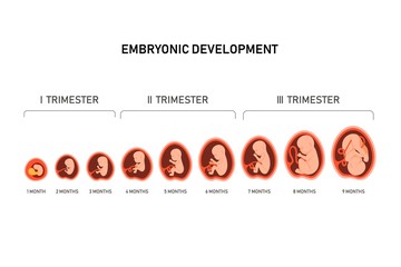 Pregnancy fetal foetus development . Embryonic month stage growth month by month cycle from 1 to 9 month to birth. Medical infographic elements isolated on white background. Flat vector illustration