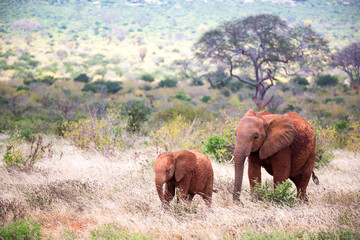 A family of red elephants on their trek through the savanna