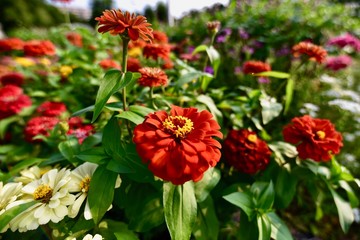 Obraz premium イングリッシュガーデンの花