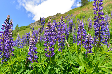 Hoher Rittersporn (Delphinium elatum )