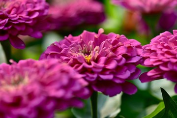 イングリッシュガーデンの花