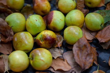 Chinese jujube winter jujube, harvesting mature winter jujube, sweet color