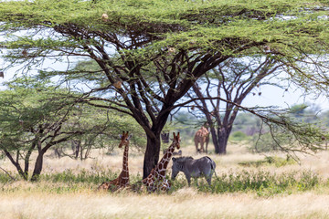 Fototapeta premium Giraffes and a gravy zebra under the crown of a shady tree