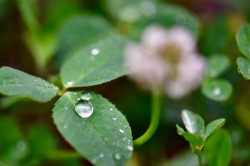花, 庭, 自然, とぶ, 植える, 全盛期, 緑, 公園, カラフル, ピンク, サマータイム, 赤, 美しい, 咲く, 色, 植物, 黄色, 美しさ, フローラル, 花壇, 白, 草, 芝, 葉