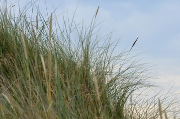 Fototapeta premium Dünen Gras Meer Urlaub