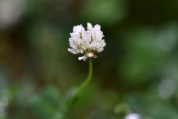 花, 庭, 自然, とぶ, 植える, 全盛期, 緑, 公園, カラフル, ピンク, サマータイム, 赤, 美しい, 咲く, 色, 植物, 黄色, 美しさ, フローラル, 花壇, 白, 草, 芝, 葉