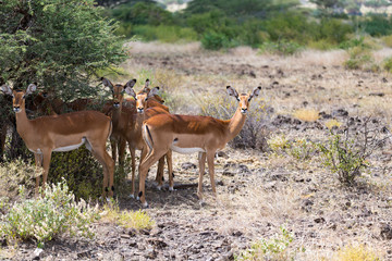 Naklejka na ściany i meble Grant Gazelle grazes in the vastness of the Kenyan savannah