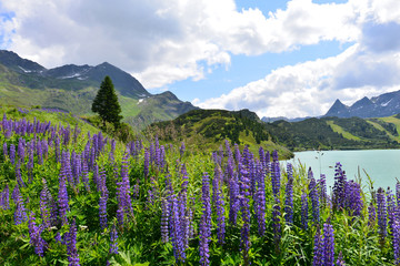 Hoher Rittersporn (Delphinium elatum )