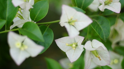 Obraz premium beautiful flowers bloom in summer