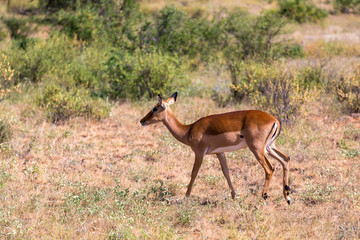Naklejka na ściany i meble Grant Gazelle grazes in the vastness of the Kenyan savannah