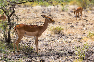 Grant Gazelle grazes in the vastness of the Kenyan savannah