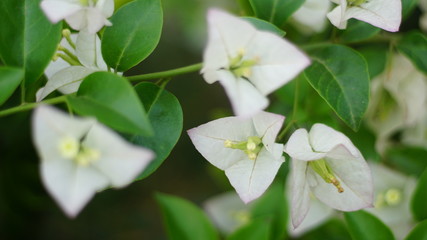 Obraz premium beautiful flowers bloom in summer