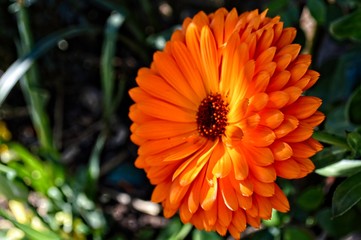 fleur orange