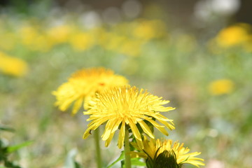 黄色い花　タンポポ