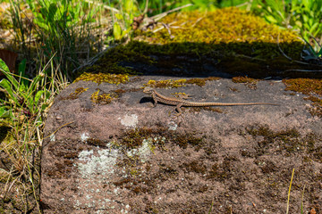 Lizard basks on a rock