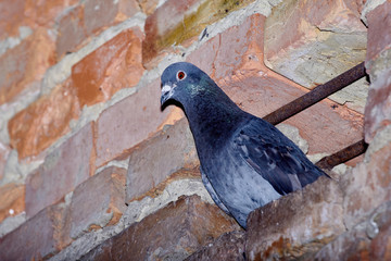 Fototapeta premium pigeons on the background of brickwork
