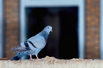 Pigeons close-up on a combined background