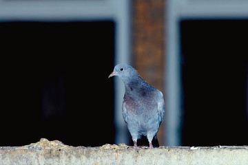Pigeons close-up on a combined background