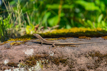 Lizard basks on a rock