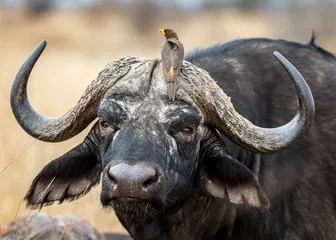 Foto op Canvas Afrikaanse buffel in het Kruger National Park © Sheldrickfalls