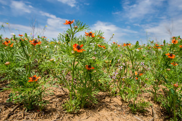 The summer pheasant's-eye or Adonis Aestivalis