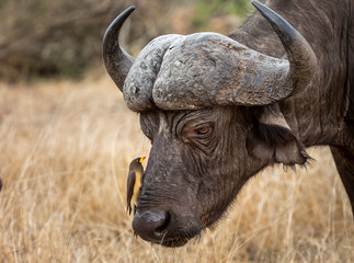 African Buffalo in the Kruger National Park 
