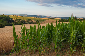 Corn in front of a cornfield