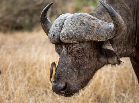 African Buffalo in the Kruger National Park 