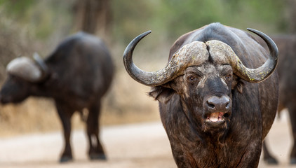 African Buffalo in the Kruger National Park 