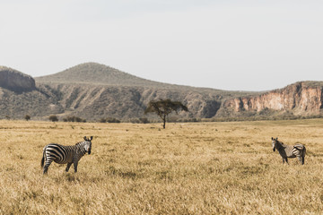 Two zebras in savanna on safari in Kenya national park. Harmony in nature.