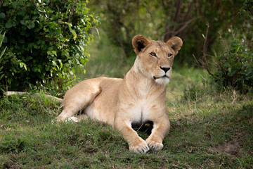 Obraz na płótnie Canvas alert Lioness against green background in Masai Mara