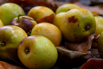 Chinese jujube winter jujube, harvesting mature winter jujube, sweet color