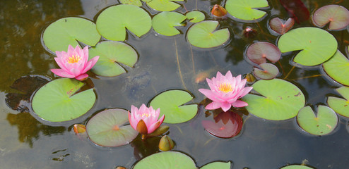 Rosa Seerosen auf einem Teich