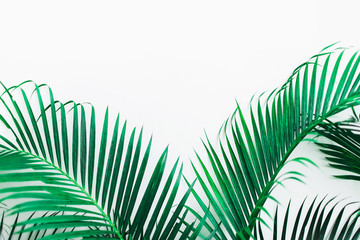 Background with tropical green palm leaves isolated on white. Empty place for sign, logo, design. Exotic plant jungle texture.