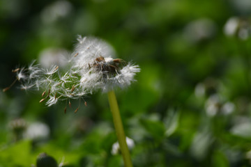 ふわふわと飛ぶタンポポ
