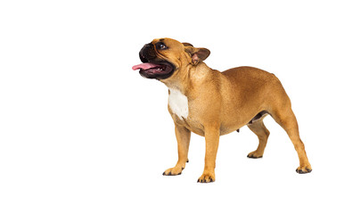 adult red dog french bulldog breed standing on a white background