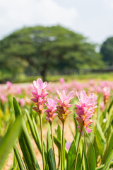 Pink Siam Tulip in the garden