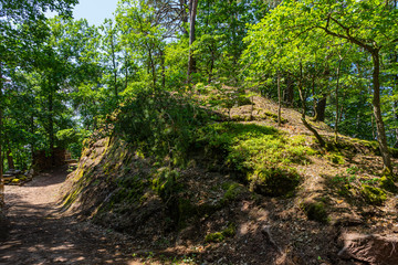 Trees on a mound on a sunny summer day