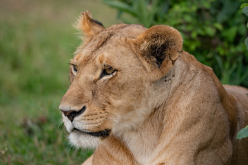 Obraz na płótnie Canvas close up of Lioness face