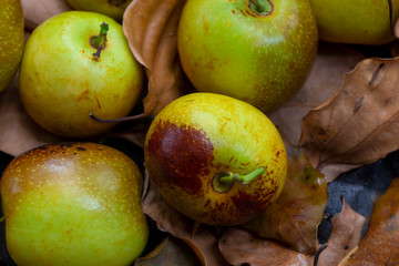 Chinese jujube winter jujube, harvesting mature winter jujube, sweet color