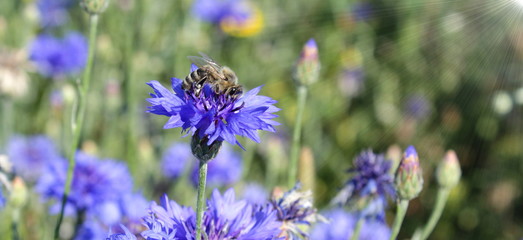 Kornblume mit Biene, Blumen, Bienenwiese