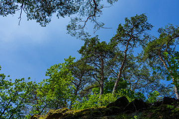 Trees on a mound on a sunny summer day