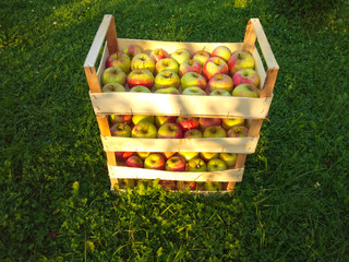 Apples are packed in boxes, beautiful fruit at harvest time. Products for vegetarian food in an organic garden.