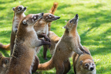 Portrait of group cute white nosed coatis, Nasua narica, begging for food, fighting and looking at...