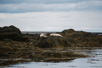 seal in iceland