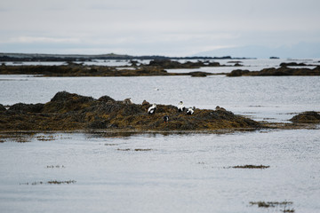 seal in iceland