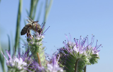 Lila Blume mit Biene