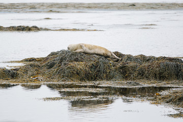 seal in iceland