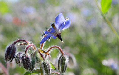 Borretsch, Blaue Wildblume auf einer Wiese
